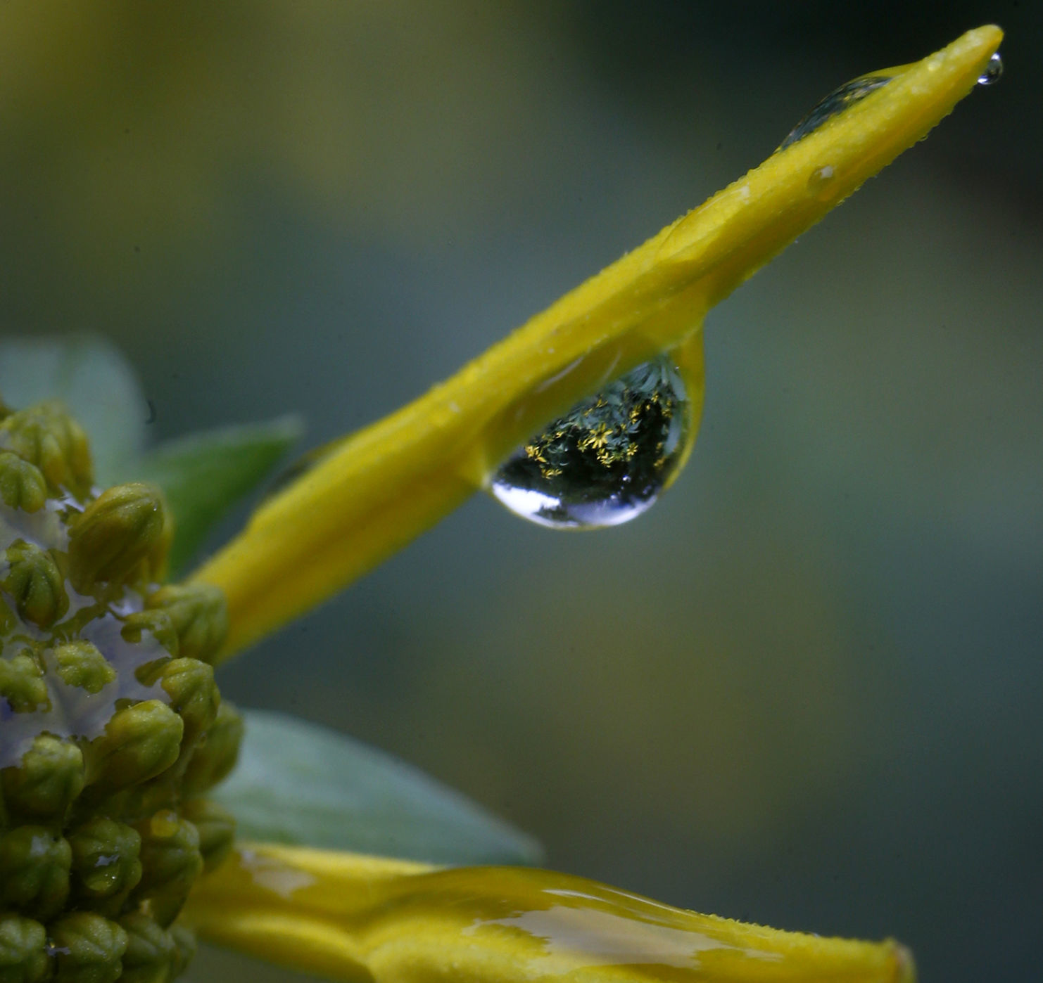 081219bp-wild-art-raindrops-1